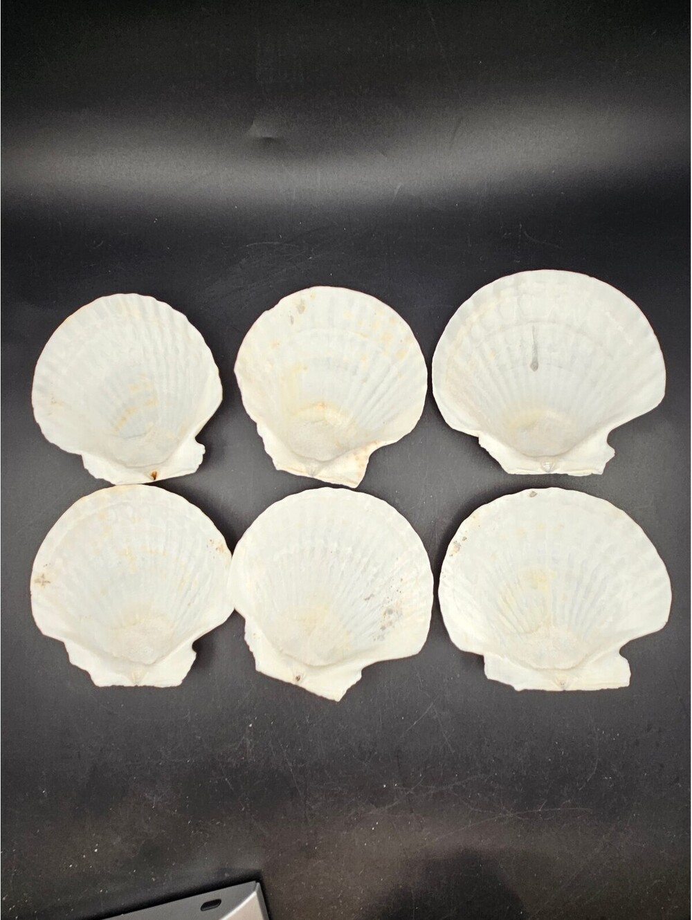 Lot of 12 Natural White Scallop Shell Plates 4-5" Coastal Craft Beach Decor